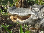 Everglades, Florida; February, 2011